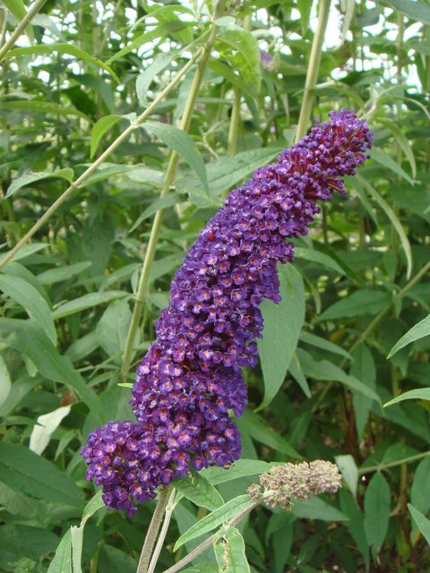 Buddleja davidii 'Black Knight' fleur